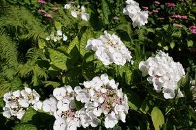 plant with white inflorescences in a botanical garden in uberlingen