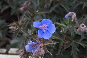 blue wildflowers in nature of a cornwall