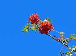 red berries of a rowanberries on a branch in the bright sun