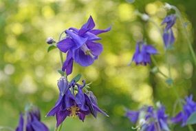 Purple Columbine Flowers