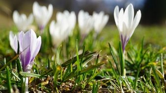 purple-white crocuses on the lawn
