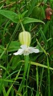 white flower in tall green grass closeup