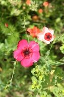 cute flower pink petals