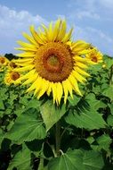 Sunflower field at Summer