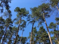 Bottom view of the trees