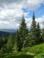 Tatry Mountains Tree