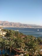 palm trees on the beach of the red sea