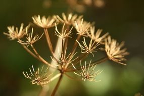 Queen Ann's Lace Fall plant macro