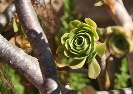 tropical plant like cactus