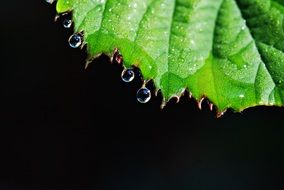 green leaf with water drops on a black background