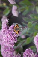 orange tiger butterfly on purple flower