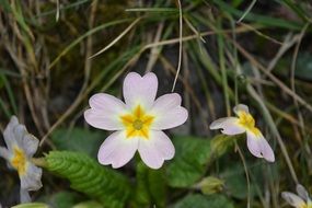 Picture of the Pointed Flowers in a meadow
