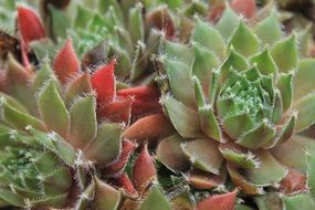 red and green cactus plants