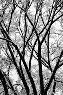 Winter Trees, upward view