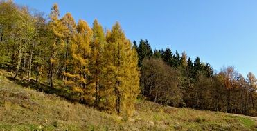 fall color trees on mountain slope at sunny day, poland