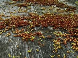 Wood Flowers
