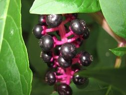 Close up photo of Black Berries