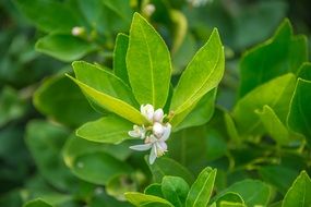 Closeup photo of Blooming Lemon Tree
