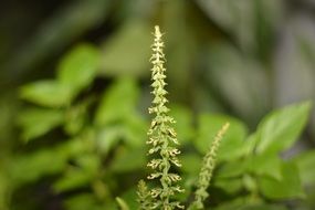 flowering grass on a muddy background