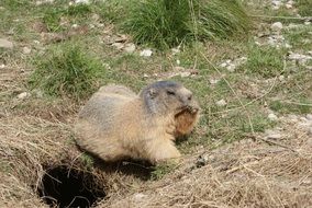 marmot in alpine habitat