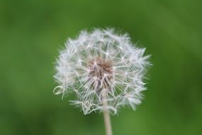 dandelion on a blurred green background