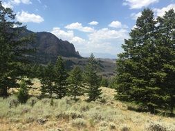 picturesque evergreen trees in the mountains
