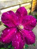 bright purple flower in drops of water close-up