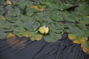 yellow lotus on the lake close-up