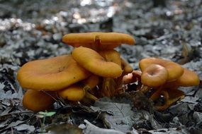 Orange fungi grows in the forest
