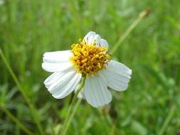 white wild flower on the meadow