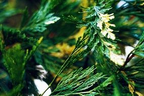 green leaves on a coniferous branch