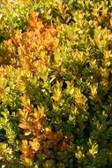 Greenish Yellow Bush