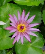 aquatic pink lily