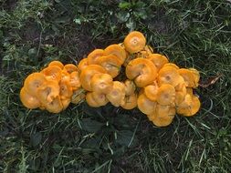 yellow mushrooms on grass close up