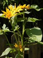 decorative sunflowers in the garden