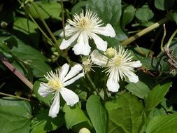 white flowers plants clematis