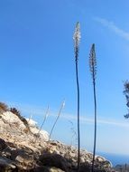 tall plants against the blue sky
