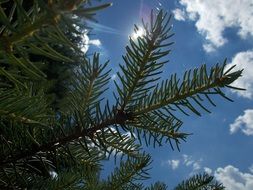 Green branches and clouds in the blue sky