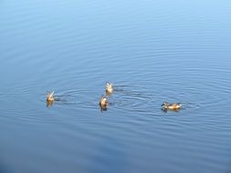 ducks on the pond