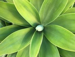 green leaves of agave closeup