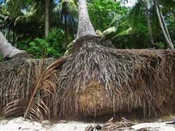 Exotic Coconut palms Trees