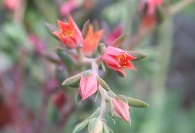 incredibly attractive Pink Plant