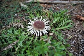 dried medicinal dandelion