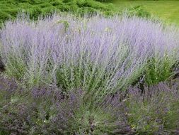 Picture of the Lavender Plants