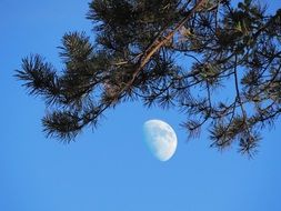 Nature Moon Evening