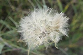 Dandelion Nature Flower