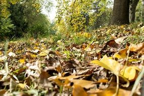 autumn forest floor