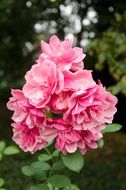 decorative pink rose close-up