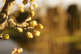 buds of dogwood close up, blurred background