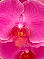 bright pink orchids as a decoration